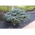 Picea Pungens Glauca Globosa( Bodur Mavi Ladin) Picea Pungens Glauca Globosa( Bodur Mavi Ladin)