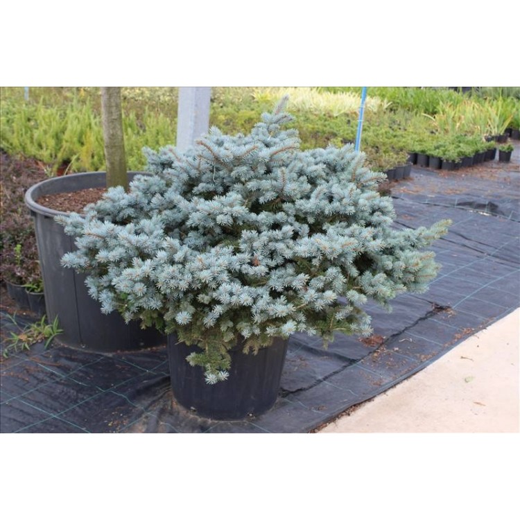 Picea Pungens Glauca Globosa( Bodur Mavi Ladin)