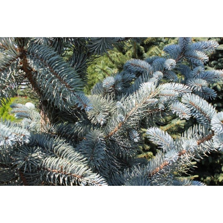 Picea Pungens Hoopsi( Aşılı Mavi Ladin)