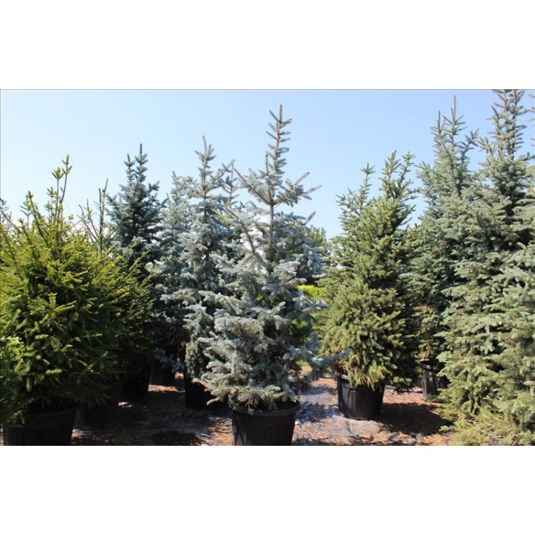 Picea Pungens Hoopsi( Aşılı Mavi Ladin)