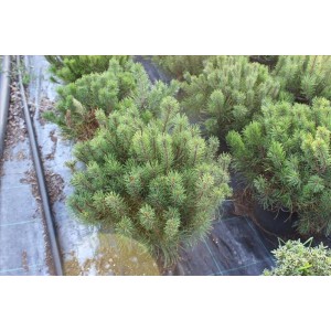 Pınus Mugo( Dağ Çamı)Nergis Peyzaj
 Pınus Mugo( Dağ Çamı)Nergis Peyzaj