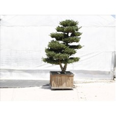 Pinus Parviflora( Japon Beyaz Çamı) Pinus Parviflora( Japon Beyaz Çamı)