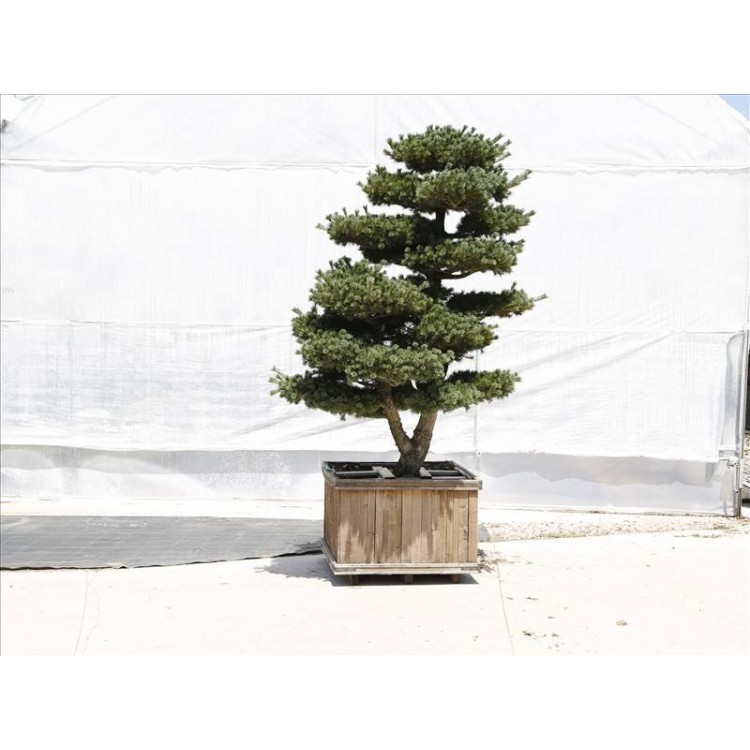 Pinus Parviflora( Japon Beyaz Çamı)