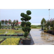 Taxus Baccata( Porsuk)Nergis Peyzaj
