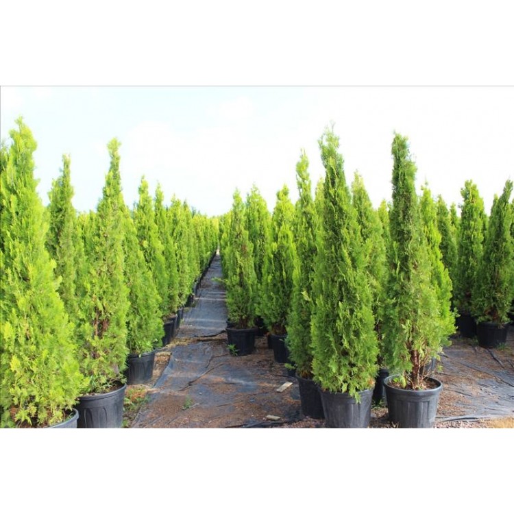 Thuja Orıentalıs Pyramıdalıs Aurea( Altuni Piramit Mazı)Nergis Peyzaj
