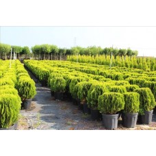 Thuja Orıentalıs Compacta Nana( Top Mazı)Nergis Peyzaj
 Thuja Orıentalıs Compacta Nana( Top Mazı)Nergis Peyzaj