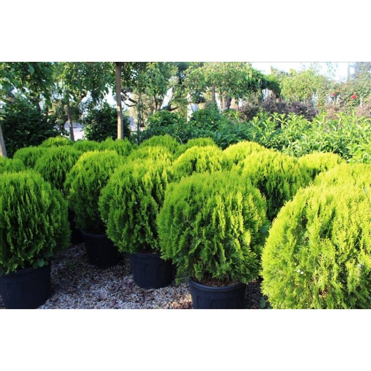 Thuja Orıentalıs Compacta Nana( Top Mazı)Nergis Peyzaj
