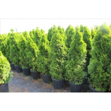 Thuja Occıdentalıs Smaragd( Batı Mazı)Nergis Peyzaj
 Thuja Occıdentalıs Smaragd( Batı Mazı)Nergis Peyzaj