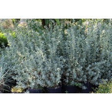 Atrıplex Nergis Peyzaj
Atrıplex Nergis Peyzaj