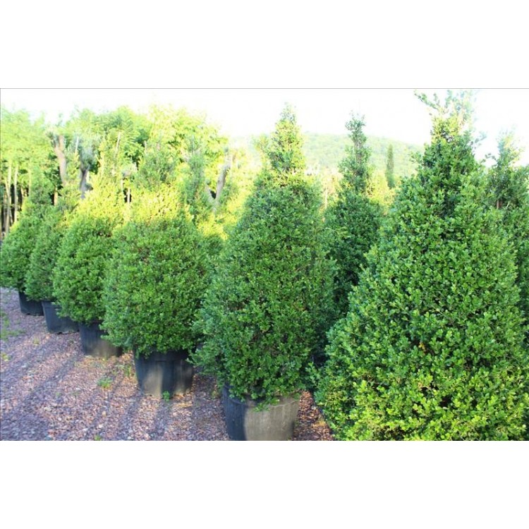 Buxus Mıcrophylla Faulkner Pyramıde( Şimşir Piramit)Nergis Peyzaj
