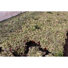 Ajuga Reptans Varıegata ( Beyaz Alacalı Mayasıl Otu) Ajuga Reptans Varıegata ( Beyaz Alacalı Mayasıl Otu)