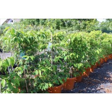 Vıburnum Plıcatum( Japon Kartopu)Nergis Peyzaj
 Vıburnum Plıcatum( Japon Kartopu)Nergis Peyzaj