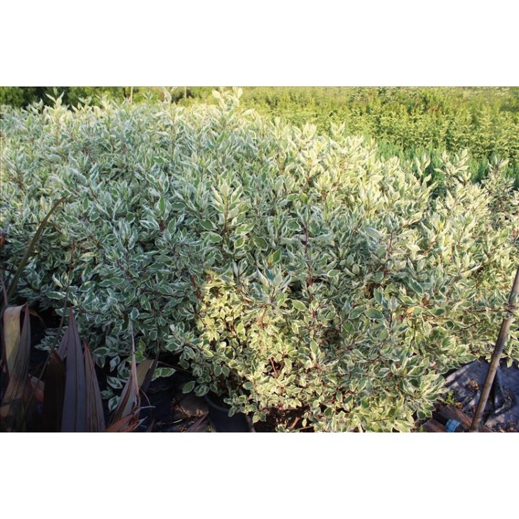 Cornus Alba Variegata