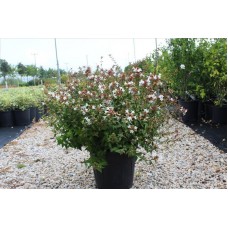 Abelıa Grandıflora( Güzellik Çalısı)Nergis Peyzaj
