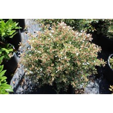 Abelıa Grandıflora Confettı (Güzellik Çalısı Beyaz Alacalı)Nergis Peyzaj
Abelıa Grandıflora Confettı (Güzellik Çalısı Beyaz Alacalı)Nergis Peyzaj