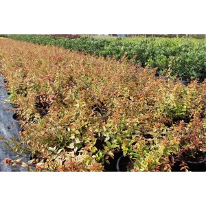 Abelıa Grandıflora Kaleıdoscope( Sarı Alacalı Güzellik Çalısı)Nergis Peyzaj
 Abelıa Grandıflora Kaleıdoscope( Sarı Alacalı Güzellik Çalısı)Nergis Peyzaj
