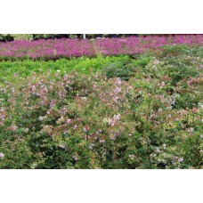 Abelıa Grandıflora Edward Goucher( Pembe Çiçekli Güzellik Çalısı)Nergis Peyzaj
Abelıa Grandıflora Edward Goucher( Pembe Çiçekli Güzellik Çalısı)Nergis Peyzaj