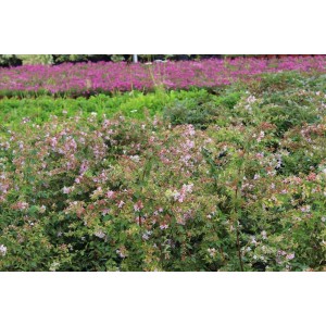 Abelıa Grandıflora Edward Goucher( Pembe Çiçekli Güzellik Çalısı)Nergis Peyzaj
 Abelıa Grandıflora Edward Goucher( Pembe Çiçekli Güzellik Çalısı)Nergis Peyzaj