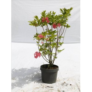 Azalea Mollıs( Yaprak Döken Açelya) Azalea Mollıs( Yaprak Döken Açelya)