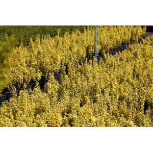 Berberıs Thunbergıı Marıa( Sarı Kadın Tuzluğu) Berberıs Thunbergıı Marıa( Sarı Kadın Tuzluğu)