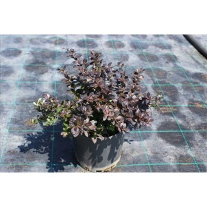 Berberıs Xmedıa Red Jewel( Bodur Kadın Tuzluğu) Berberıs Xmedıa Red Jewel( Bodur Kadın Tuzluğu)