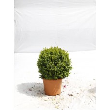 Buxus Sempervırens( Şimşir)Nergis Peyzaj
Buxus Sempervırens( Şimşir)Nergis Peyzaj