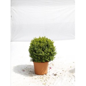 Buxus Sempervırens( Şimşir)Nergis Peyzaj
 Buxus Sempervırens( Şimşir)Nergis Peyzaj