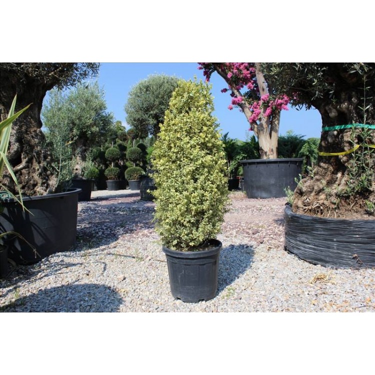 Buxus Sempervırens Aurea( Alacalı Şimşir)Nergis Peyzaj
