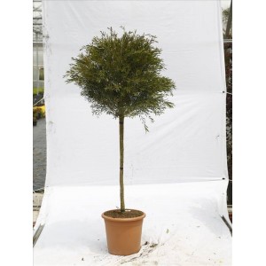 Callıstemon Cıtrınus Splendes( Fırça Çalısı)Nergis Peyzaj
 Callıstemon Cıtrınus Splendes( Fırça Çalısı)Nergis Peyzaj