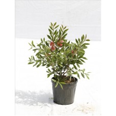 Callıstemon Leavıs( Fırça Çalısı)Nergis Peyzaj
Callıstemon Leavıs( Fırça Çalısı)Nergis Peyzaj