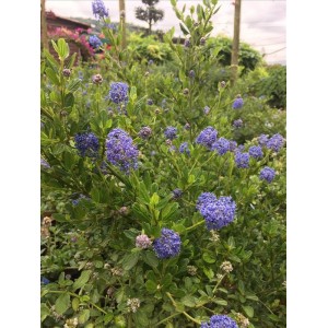 Ceanothus( Kese Çiçeği)
