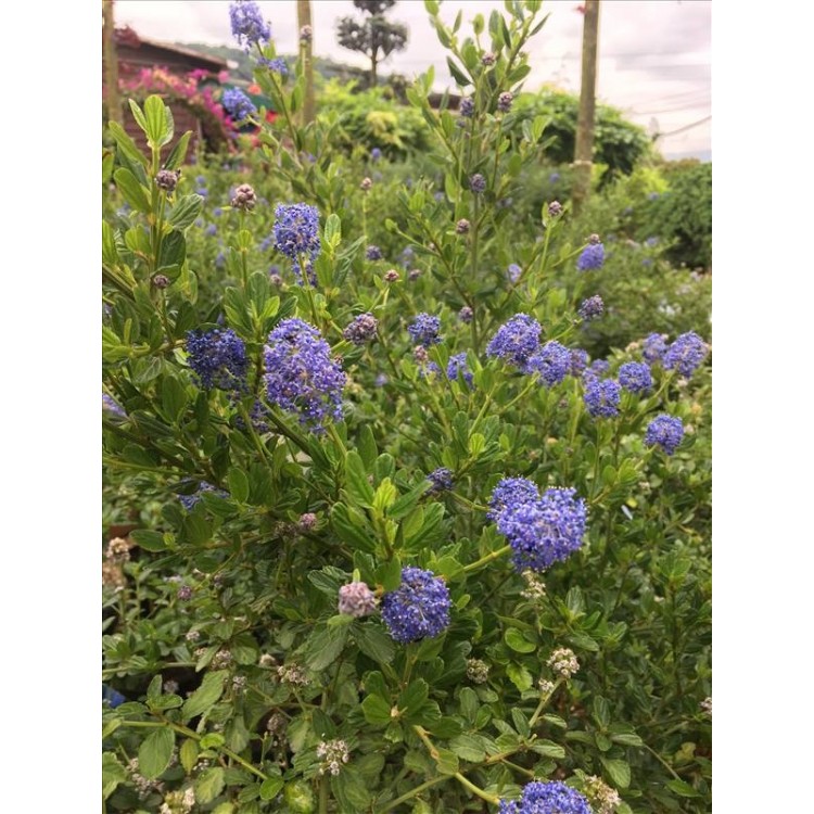 Ceanothus( Kese Çiçeği)