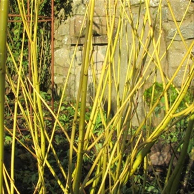 Cornus Stolonıfera( Sarı Kızılcık)Nergis Peyzaj
