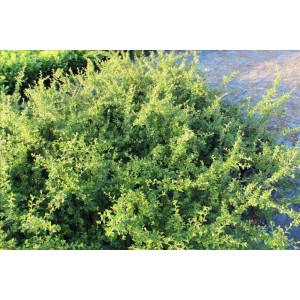 Cotoneaster Dammerı( Dağ Muşmulası)Nergis Peyzaj
 Cotoneaster Dammerı( Dağ Muşmulası)Nergis Peyzaj
