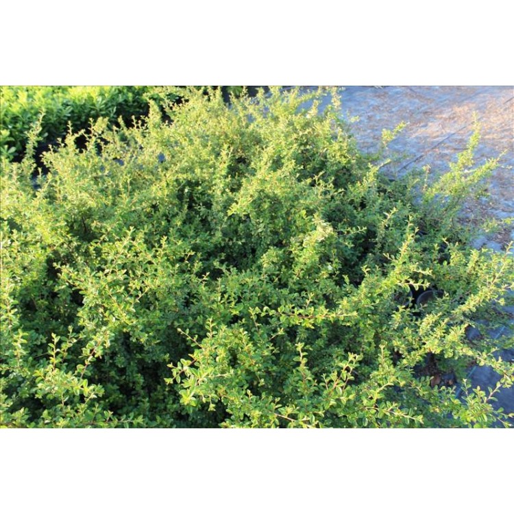 Cotoneaster Dammerı( Dağ Muşmulası)Nergis Peyzaj
