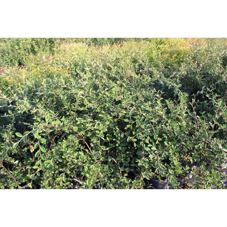 Cotoneaster Salıcıfolıus( Söğüt Yapraklı Dağ Muşmulası)Nergis Peyzaj
