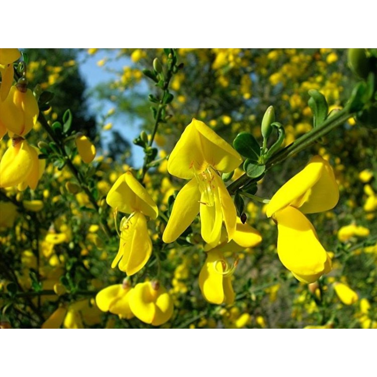 Cytisus Praecox( Katırtırnağı)