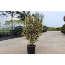 Elaeagnus Ebbıngeı( Süs İğdesi)Nergis Peyzaj
 Elaeagnus Ebbıngeı( Süs İğdesi)Nergis Peyzaj