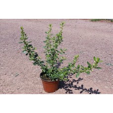 Escallonia (Eskalonya) Escallonia (Eskalonya)