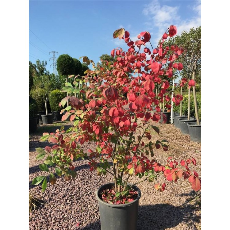 Euonymus Alatus( Yaprak Döken Taflan)Nergis Peyzaj
