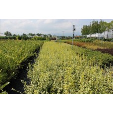 Euonymus Fortuneı( Sürünücü Taflan)Nergis Peyzaj
 Euonymus Fortuneı( Sürünücü Taflan)Nergis Peyzaj