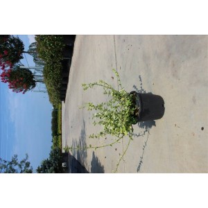 Euonymus Fortuneı( Sürünücü Taflan)Nergis Peyzaj
 Euonymus Fortuneı( Sürünücü Taflan)Nergis Peyzaj