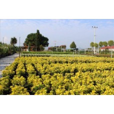 Euonymus Japonıca Aurea( Altuni Taflan)Nergis Peysaj
Euonymus Japonıca Aurea( Altuni Taflan)Nergis Peysaj