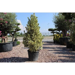 Euonymus Japonıcus Bravo( Gümüşi Taflan) Nergis Peysaj
 Euonymus Japonıcus Bravo( Gümüşi Taflan) Nergis Peysaj