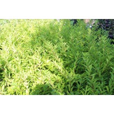 Forsythia Intermedia (Altın Çanak) Forsythia Intermedia (Altın Çanak)