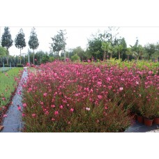 Gaura Lindheimeri( Gaura) Gaura Lindheimeri( Gaura)