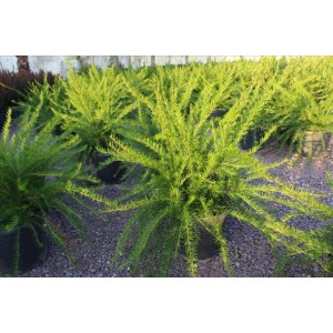 Grevıllea Junıperıana( Gravilya)Nergis Peysaj
 Grevıllea Junıperıana( Gravilya)Nergis Peysaj