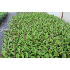 Hebe Andersonıı( Hebe)Nergis Peysaj
 Hebe Andersonıı( Hebe)Nergis Peysaj