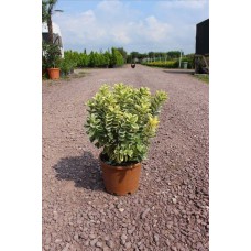 Hebe Andersonıı Varıegata( Alacalı Hebe)Nergis Peysaj
Hebe Andersonıı Varıegata( Alacalı Hebe)Nergis Peysaj