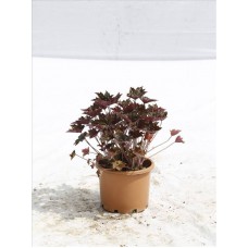 Heuchera Micrantha( Heuchera) Heuchera Micrantha( Heuchera)